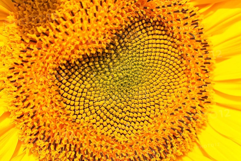 Seed head of a Sunflower (Helianthus annuus)