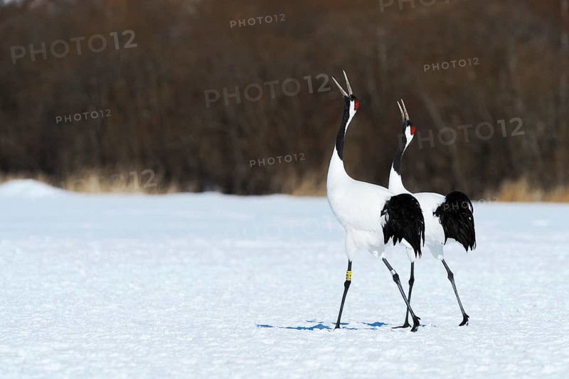 Red-crowned Cranes