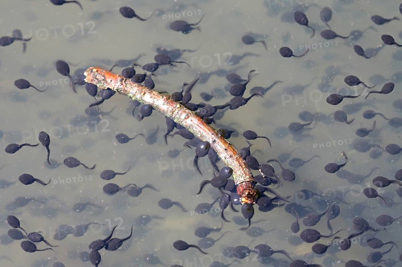 Tadpoles of the Common Toad (Bufo bufo)