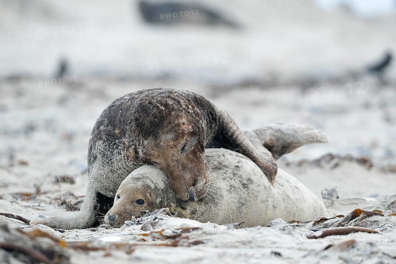 Grey seals (Halichoerus grypus) on the beach