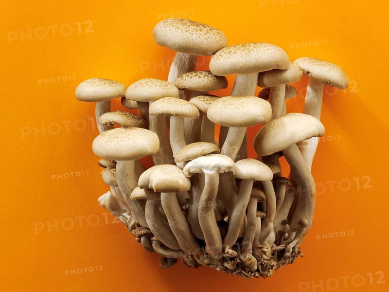 Organic Hon-Shimeji mushrooms (Lyophyllum shimeji)