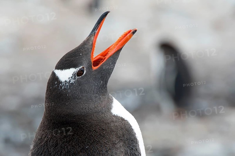 Gentoo Penguin (Pygoscelis papua) calling