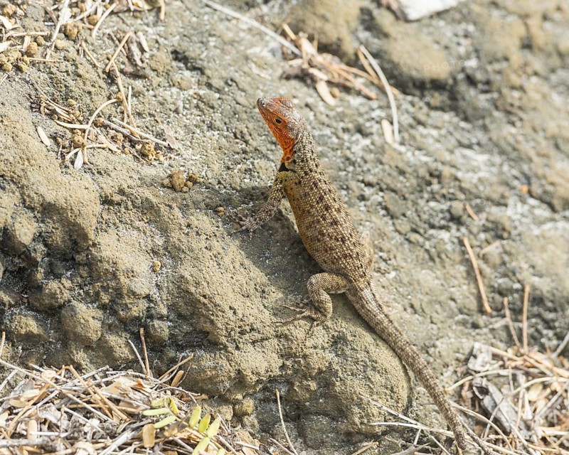 Galapagos Lava Lizard (Microlophus albemarlensis)