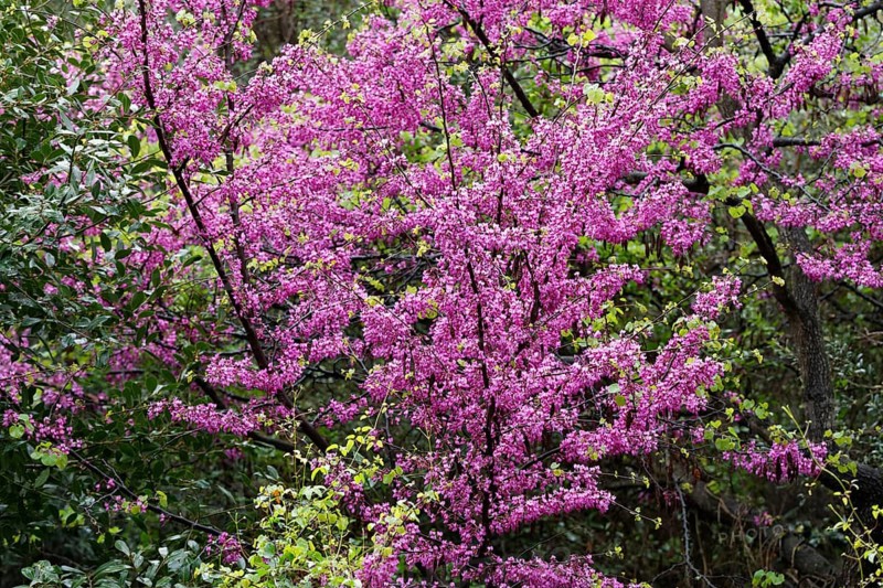 Flowering Judas Tree (Cercis siliquastrum)