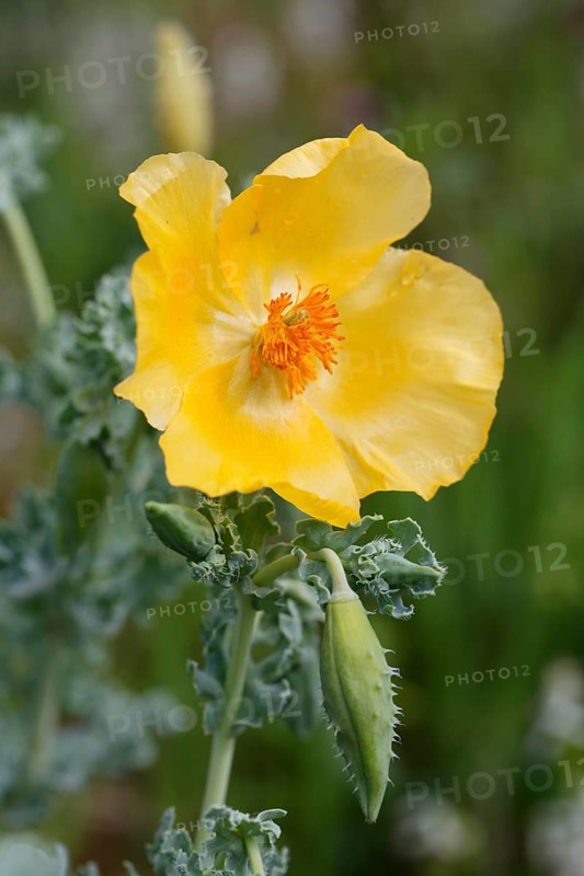 Flowering Yellow Horned Poppy (Glaucium flavum)