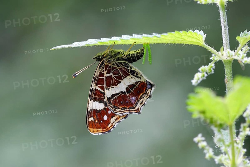 Map butterfly (Araschnia levana) laying eggs on the underside of a nettle leaf