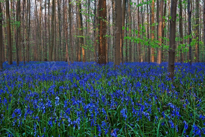 Atlantic Bluebells or Common Bluebells (Hyacinthoides non-scripta)