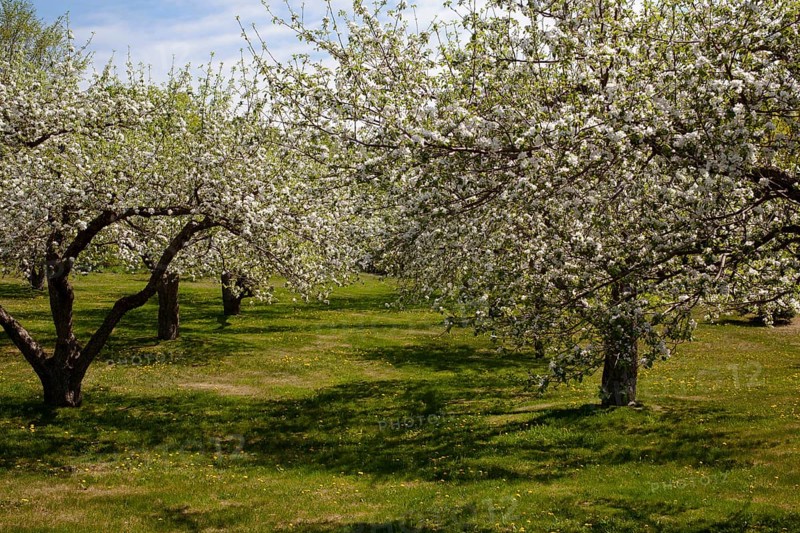 Orchard