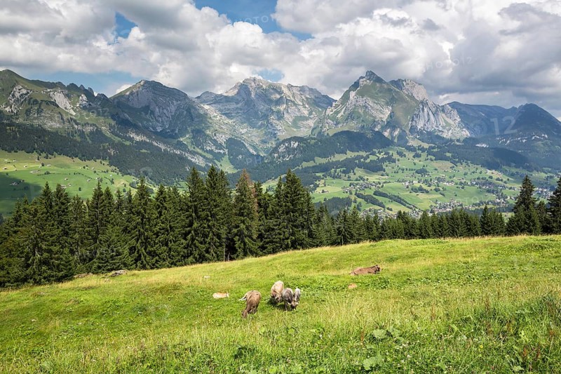 View from Klangweg or Sound Trail on Toggenburg Mountain towards the Alpstein Mountains with Saentis Mountain