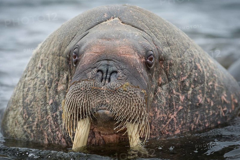 Walrus (Odobenus rosmarus)