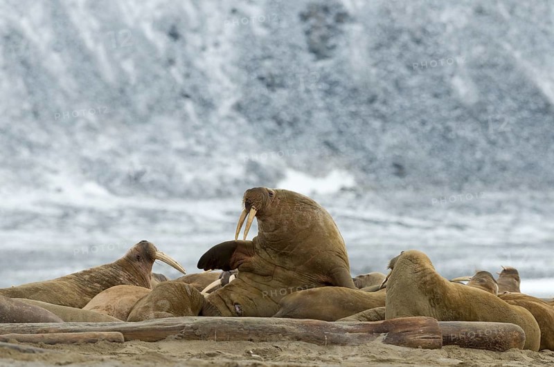 Pod of Walruses (Odobenus rosmarus) on a beach