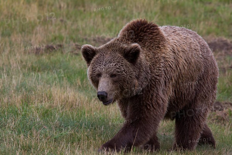 Brown Bear (Ursus arctos) in Skandinavisk Dyrepark or Scandinavian Wildlife Park