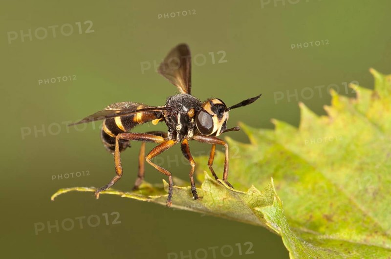 Thick-headed Fly (Conops quadrifasciatus)