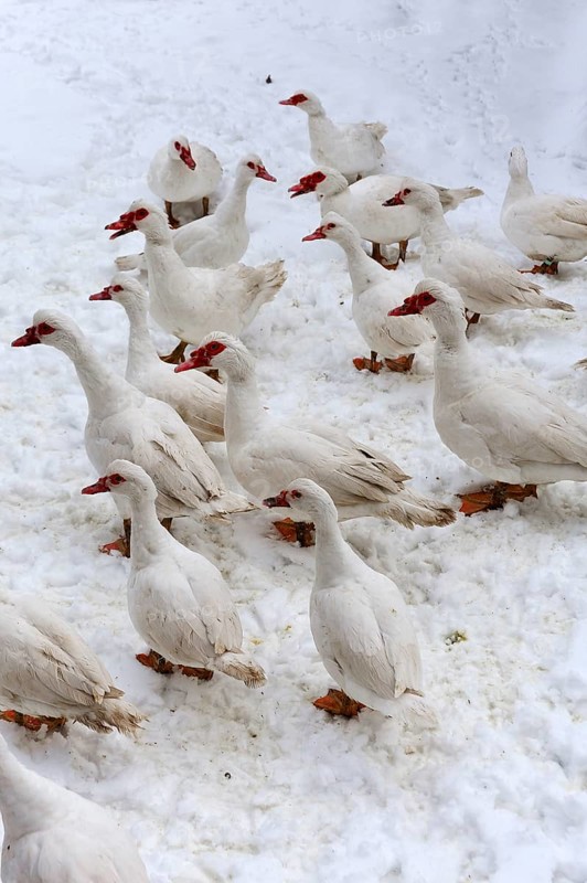 Barbary Ducks