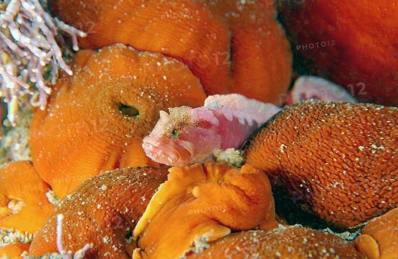 Green Cockscomb (Alectrias alectrolophus benjamini)