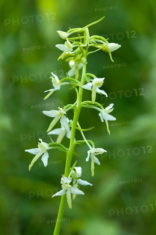 Lesser Butterfly Orchid (Platanthera bifolia)