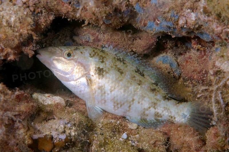 East Atlantic Peacock Wrasse (Symphodus tinca)