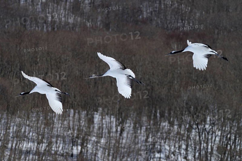 Red-crowned Cranes