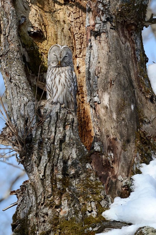 Ural owl (Strix uralensis) perched on an old tree trunk