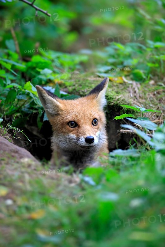 Red Fox (Vulpes vulpes)