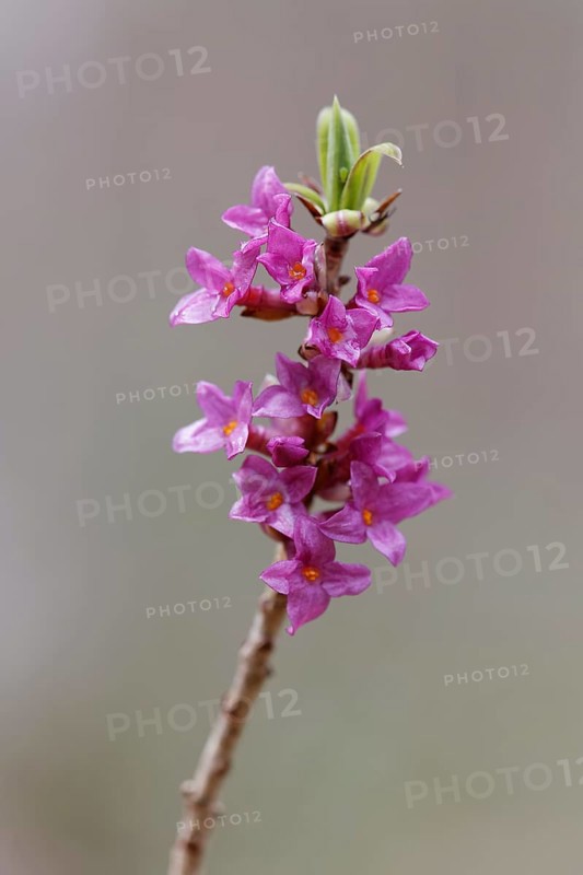 Flowering Mezereon (Daphne mezereum)