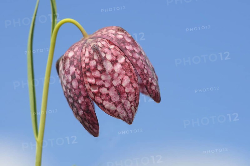 Snake's Head Fritillary (Fritillaria meleagris)