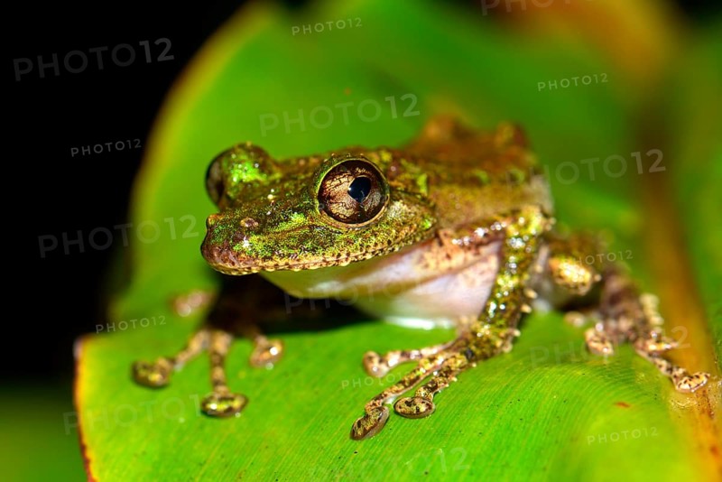 Mossy Yellow Green Frog (Spinomantis aglavei)