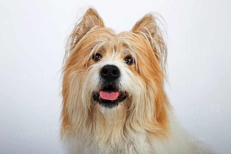 Elo or Great Elo breed of dog