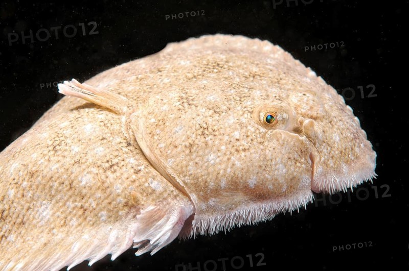 Snouted sole (Solea lascaris nasuta