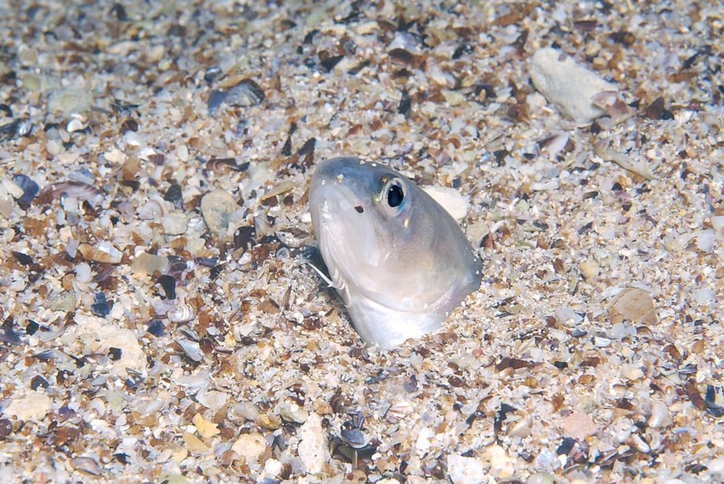 Roche's snake blenny (Ophidion rochei)