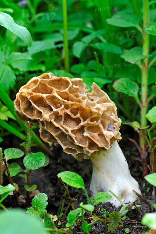 Black Morel (Morchella elata)