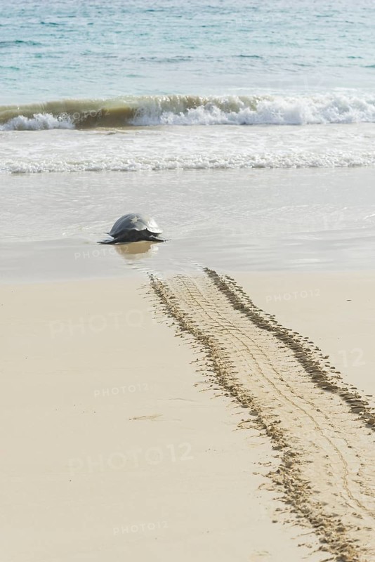 Green Sea Turtle or Pacific Green Turtle (Chelonia mydas japonica) on the way to the sea