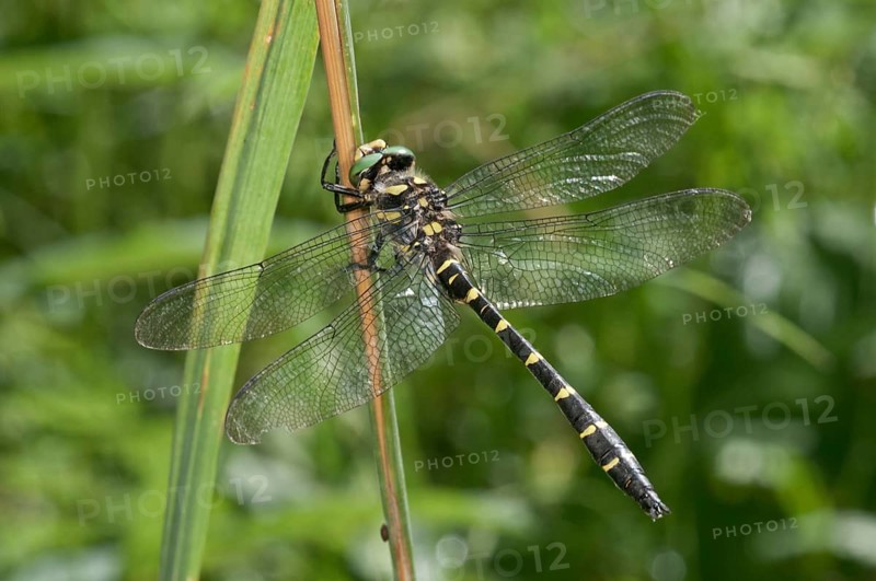 Sombre Goldenring (Cordulegaster bidentatus)