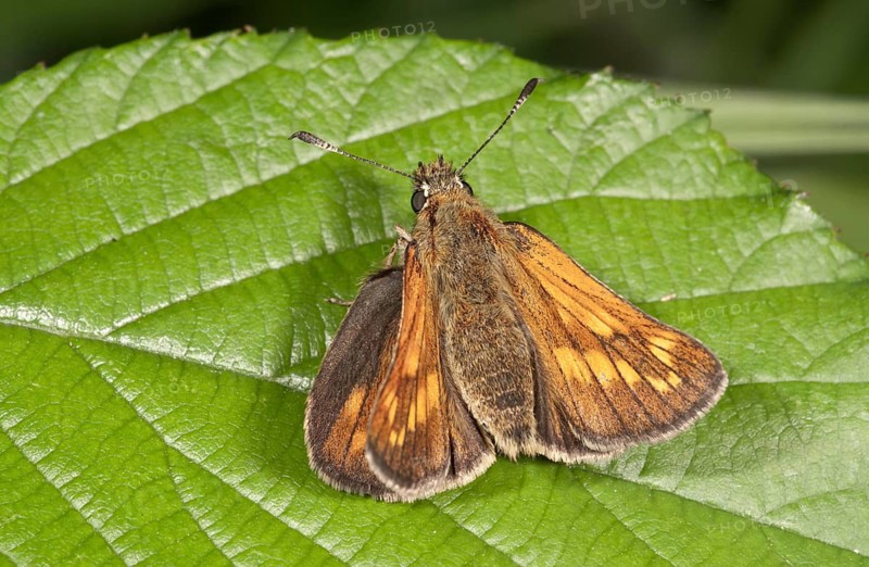 Silver-spotted Skipper (Hesperia comma)