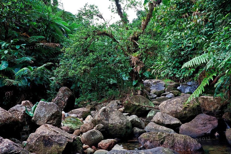 Riverbed in a rainforest