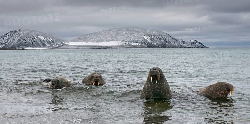 Pod of Walruses (Odobenus rosmarus) on a beach
