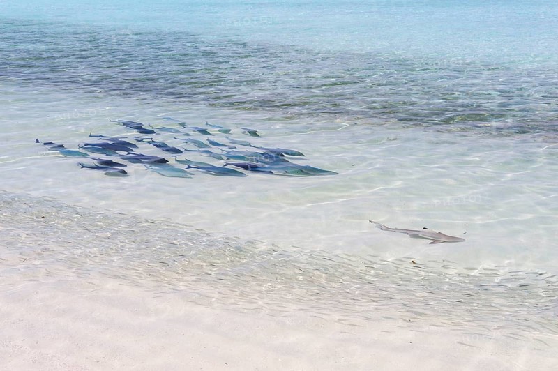 Bluefin Trevally (Caranx melampygus) chasing a Blacktip Reef Shark (Carcharhinus melanopterus)