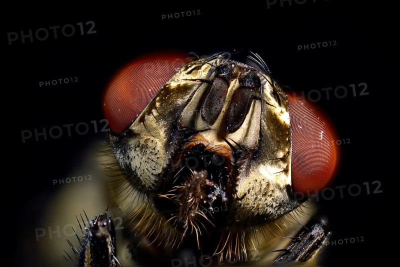 Compound eyes