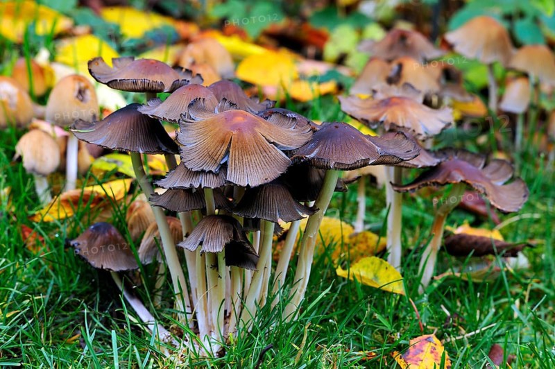 Mica Cap (Coprinus micaceus)