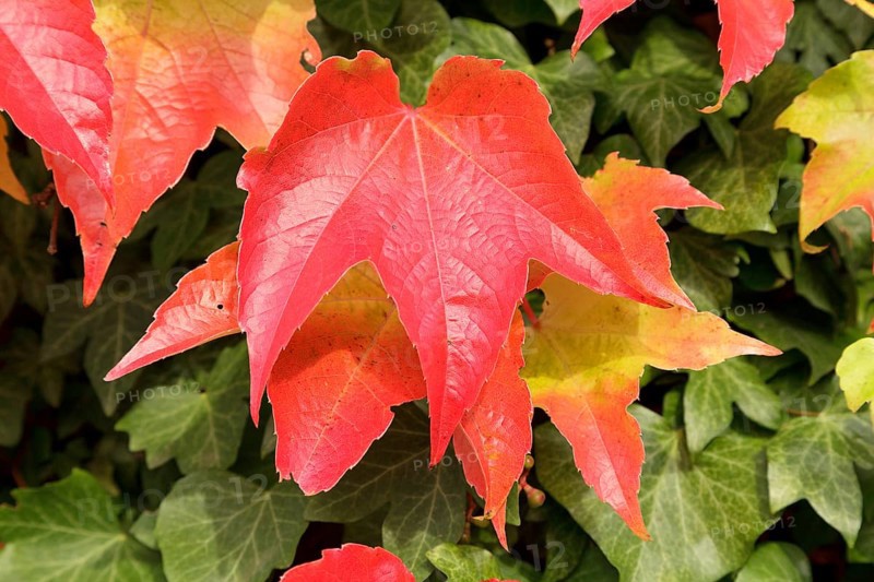 Boston ivy (Parthenocissus tricuspidata) and ivy