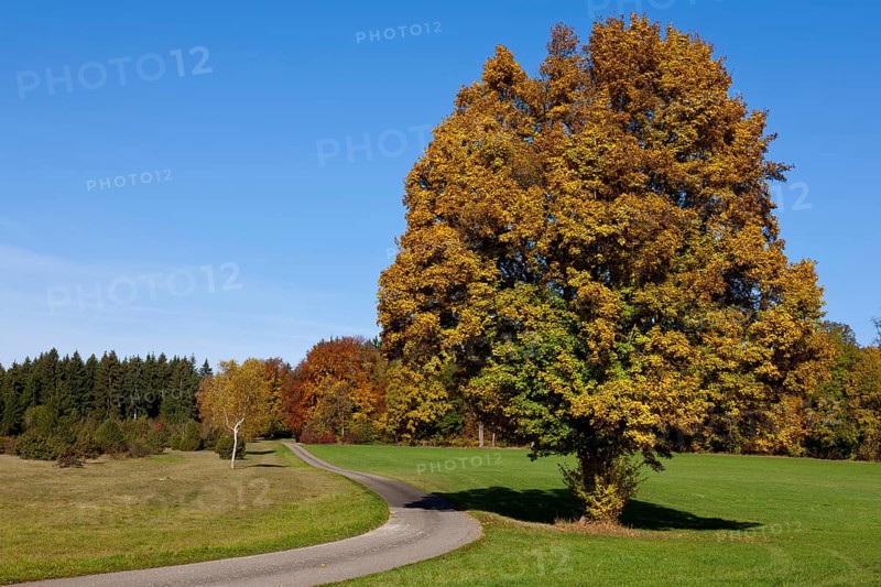 Path through a field with autumn trees