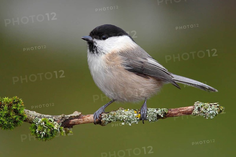 Willow Tit (Parus montanus) perched on a branch