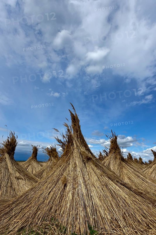 Reed put up for drying