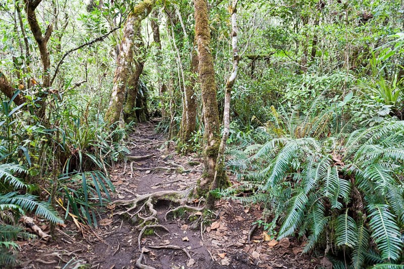 Hiking trail in dense tropical rain forest