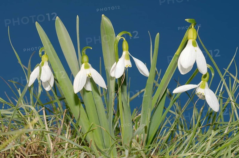 Galanthus or Snowdrop (Galanthus elwesii)
