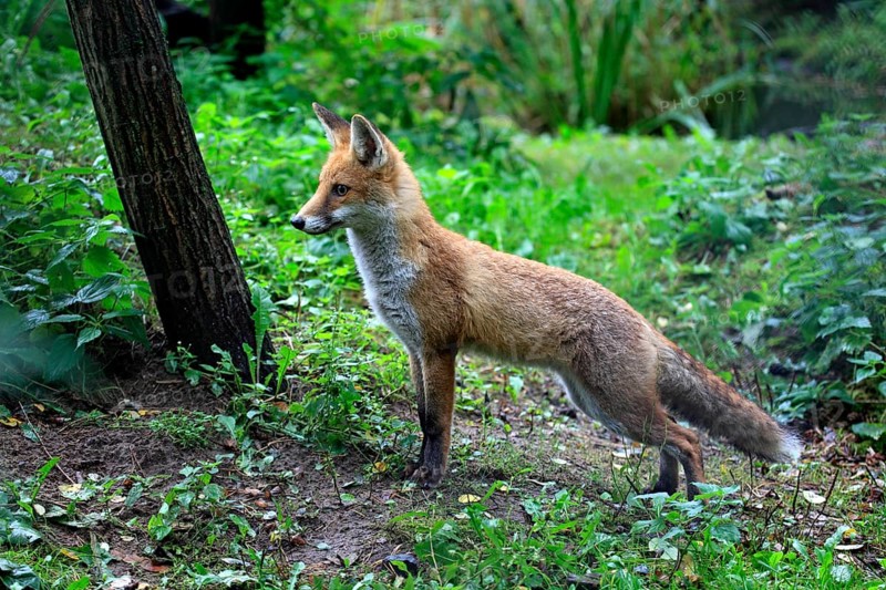Red Fox (Vulpes vulpes)
