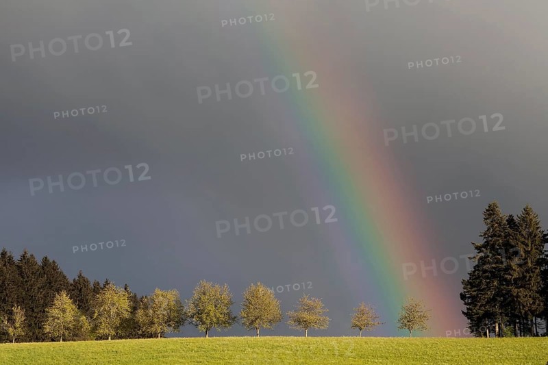 Rainbow behind a row of trees