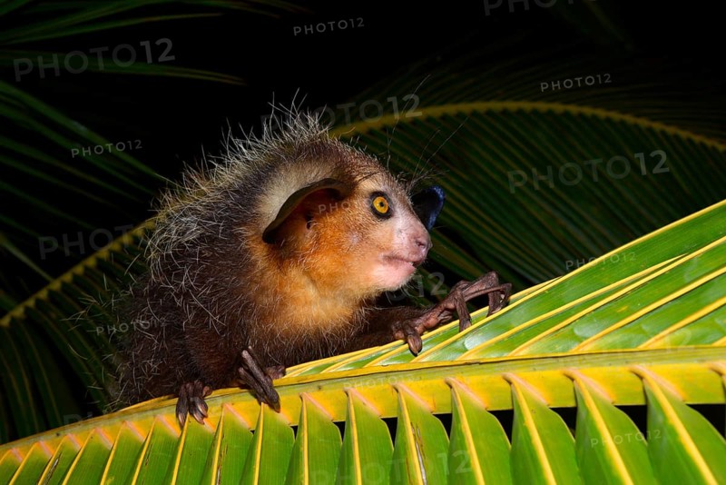 Aye-aye (Daubentonia madagascariensis) on a palm frond
