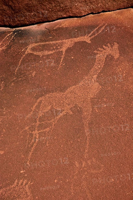 Giraffe and antelope