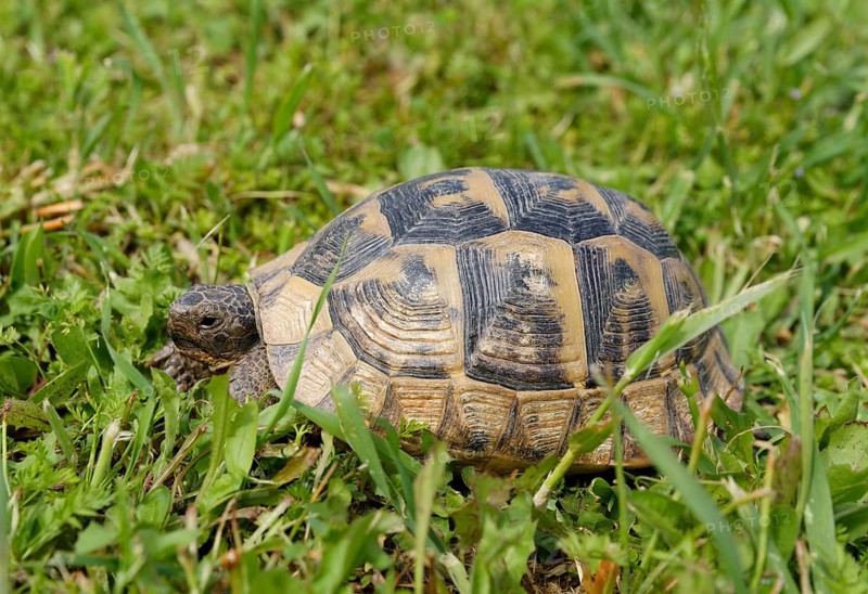 Spur-thighed Tortoise (Testudo graeca)